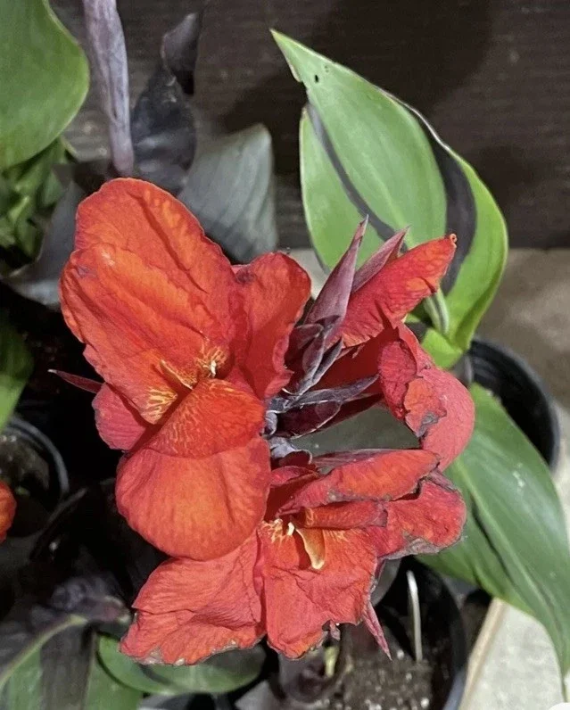 Canna Lily Cleopatra Bulb Live Plant Variegated Red Yellow Bloom Canna Lily Cleopatra Bulb Live Plant Variegated Red Yellow Bloom - Image 5