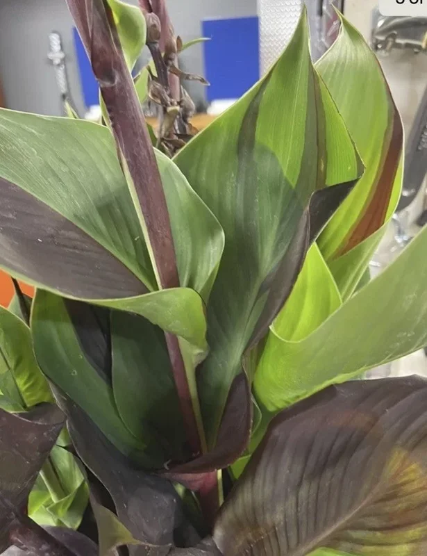 Canna Lily Cleopatra Bulb Live Plant Variegated Red Yellow Bloom Canna Lily Cleopatra Bulb Live Plant Variegated Red Yellow Bloom - Image 6