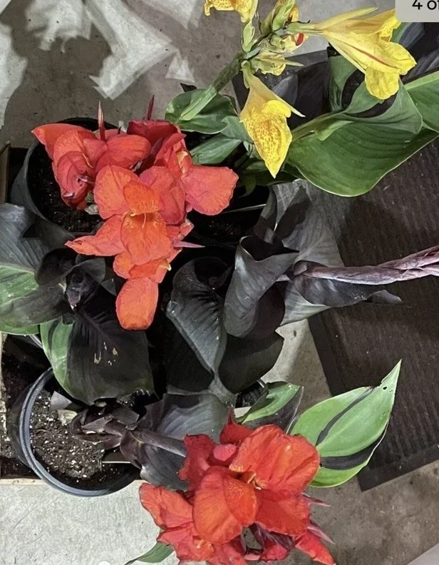 Canna Lily Cleopatra Bulb Live Plant Variegated Red Yellow Bloom Canna Lily Cleopatra Bulb Live Plant Variegated Red Yellow Bloom - Image 7