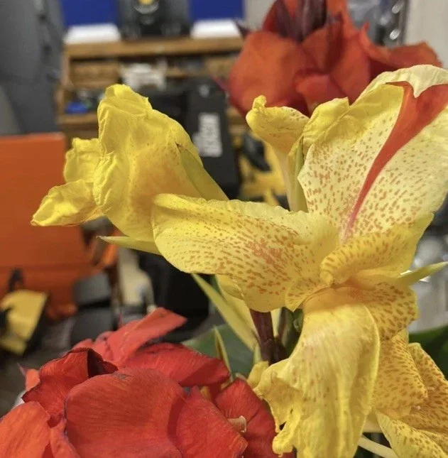 Canna Lily Cleopatra Bulb Live Plant Variegated Red Yellow Bloom Canna Lily Cleopatra Bulb Live Plant Variegated Red Yellow Bloom - Image 8
