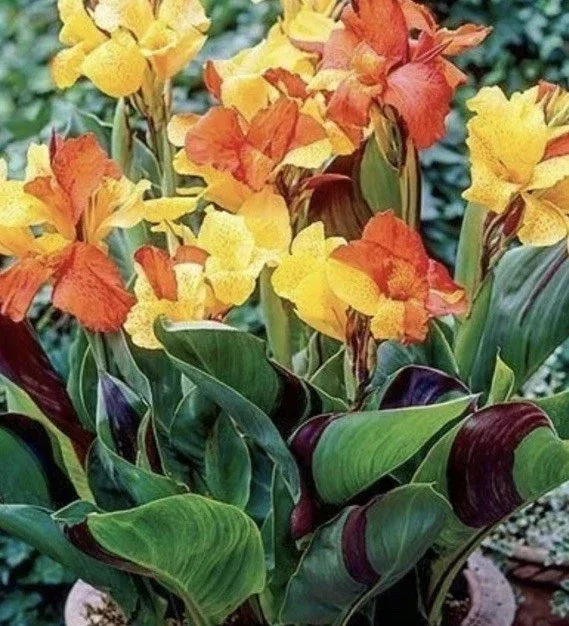 Canna Lily Cleopatra Bulb Live Plant Variegated Red Yellow Bloom Canna Lily Cleopatra Bulb Live Plant Variegated Red Yellow Bloom - Image 1