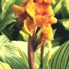 Canna Lily Pretoria Orange Variegated Live Flower Plant Bulb, 1 Bulb - Image 1