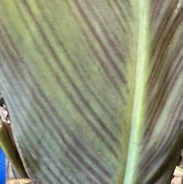 Canna Lily Wyoming Orange Flower Bulbs - 3 Pack, Live Plant, Purple Variegated Leaves Canna Lily Wyoming Orange Flower Bulbs - 3 Pack, Live Plant, Purple Variegated Leaves - Image 10