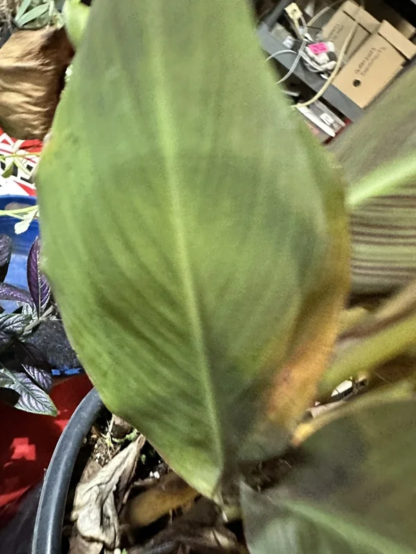 Canna Lily Wyoming Orange Flower Bulbs - 3 Pack, Live Plant, Purple Variegated Leaves Canna Lily Wyoming Orange Flower Bulbs - 3 Pack, Live Plant, Purple Variegated Leaves - Image 11