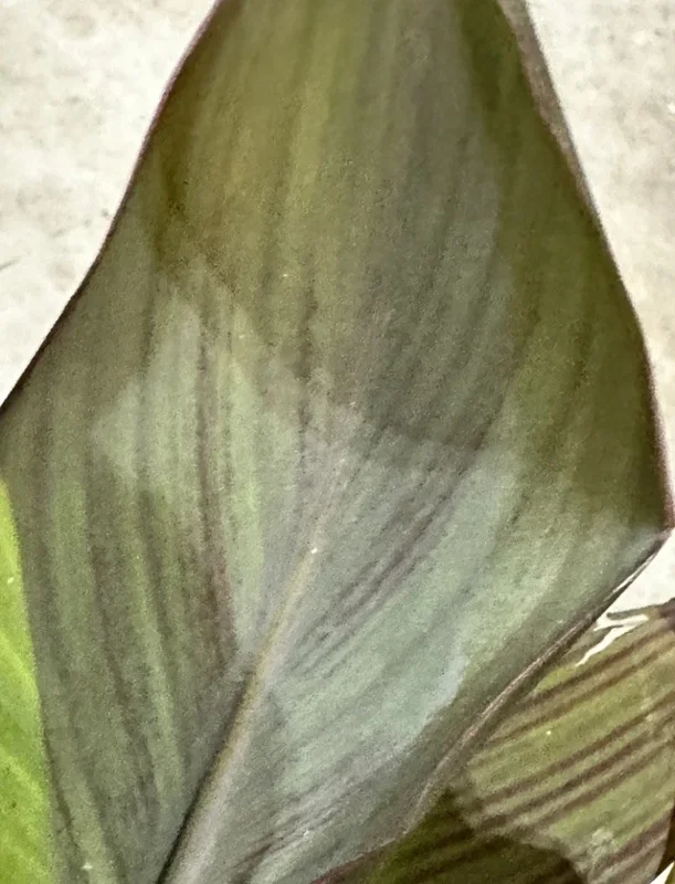 Canna Lily Wyoming Orange Flower Bulbs - 3 Pack, Live Plant, Purple Variegated Leaves Canna Lily Wyoming Orange Flower Bulbs - 3 Pack, Live Plant, Purple Variegated Leaves - Image 2