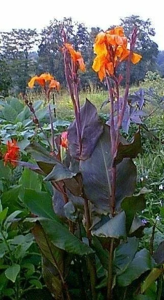 Canna Lily Wyoming Orange Flower Bulbs - 3 Pack, Live Plant, Purple Variegated Leaves Canna Lily Wyoming Orange Flower Bulbs - 3 Pack, Live Plant, Purple Variegated Leaves - Image 5