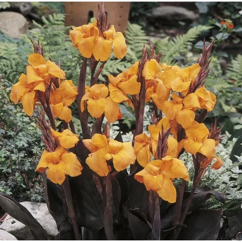 Canna Lily Wyoming Orange Flower Bulbs - 3 Pack, Live Plant, Purple Variegated Leaves Canna Lily Wyoming Orange Flower Bulbs - 3 Pack, Live Plant, Purple Variegated Leaves - Image 6