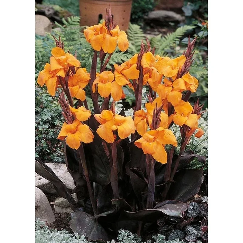 Canna Lily Wyoming Orange Flower Bulbs - 3 Pack, Live Plant, Purple Variegated Leaves Canna Lily Wyoming Orange Flower Bulbs - 3 Pack, Live Plant, Purple Variegated Leaves - Image 7