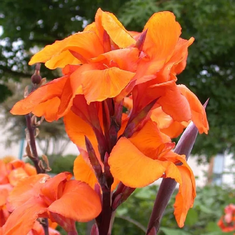 Canna Lily Wyoming Orange Flower Bulbs - 3 Pack, Live Plant, Purple Variegated Leaves Canna Lily Wyoming Orange Flower Bulbs - 3 Pack, Live Plant, Purple Variegated Leaves - Image 8