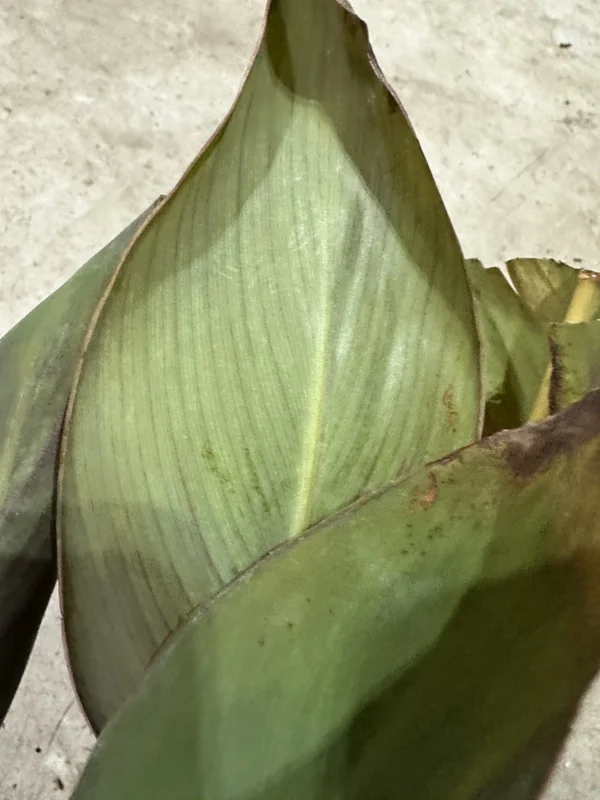 Canna Lily Wyoming Orange Flower Bulbs - 3 Pack, Live Plant, Purple Variegated Leaves Canna Lily Wyoming Orange Flower Bulbs - 3 Pack, Live Plant, Purple Variegated Leaves - Image 9