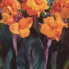 Canna Lily Wyoming Orange Flower Bulbs - 3 Pack, Live Plant, Purple Variegated Leaves Canna Lily Wyoming Orange Flower Bulbs - 3 Pack, Live Plant, Purple Variegated Leaves - Image 1