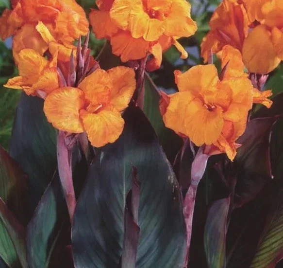 Canna Lily Wyoming Orange Flower Bulbs - 3 Pack, Live Plant, Purple Variegated Leaves Canna Lily Wyoming Orange Flower Bulbs - 3 Pack, Live Plant, Purple Variegated Leaves - Image 1
