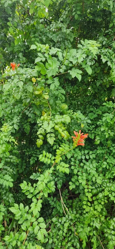 Cape Honeysuckle Live Plant – Tecoma capensis – Attracts Butterflies & Hummingbirds - Image 2