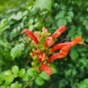 Cape Honeysuckle Live Plant – Tecoma capensis – Attracts Butterflies & Hummingbirds - Image 1
