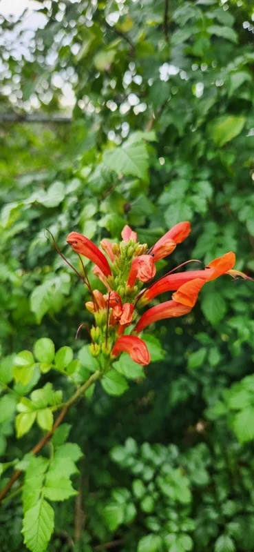 Cape Honeysuckle Live Plant – Tecoma capensis – Attracts Butterflies & Hummingbirds - Image 1