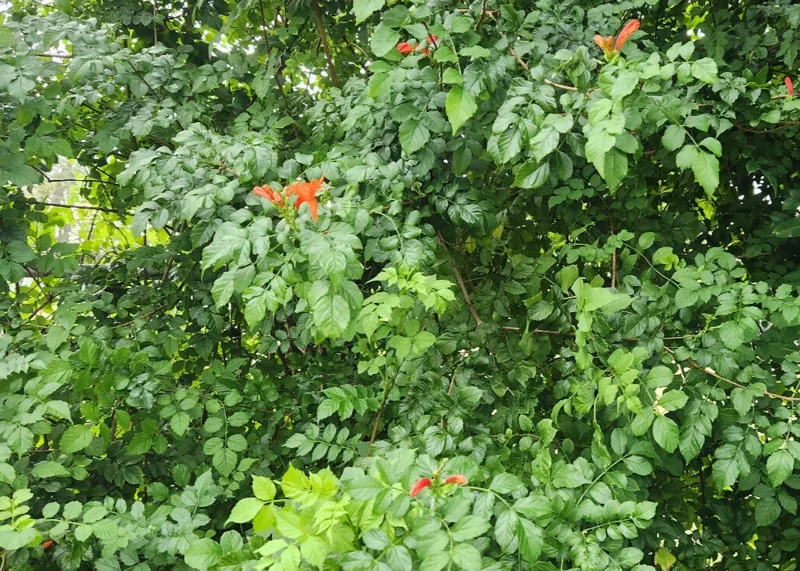 Cape Honeysuckle Live Plant – Tecomaria Capensis – Attracts Butterflies & Hummingbirds - Image 2