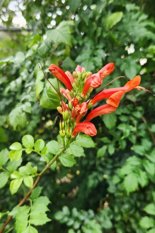 Cape Honeysuckle Live Plant – Tecomaria Capensis – Attracts Butterflies & Hummingbirds - Image 1