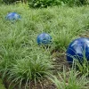 Carex 'Ice Dance' Variegated Sedge Grass Live Plant – Shade Perennial - Image 1