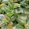 Caribbean Orange Habanero Chili Pepper Live Plants - Super Hot, 3 Pack, Vegetative Stage - Image 1