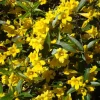 Carolina Jessamine Live Plant – 1 Gallon Pot – Fragrant Outdoor Vine Carolina Jessamine Live Plant – 1 Gallon Pot – Fragrant Outdoor Vine - Image 1