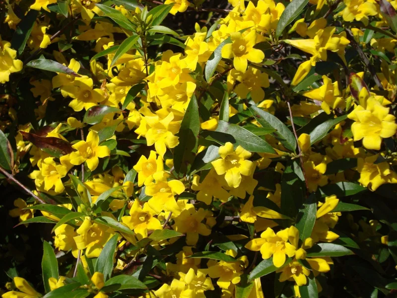 Carolina Jessamine Live Plant – 1 Gallon Pot – Fragrant Outdoor Vine - Image 1
