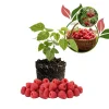 Caroline Red Raspberry Live Plant – Sweet Berry Bush – 4-7 inches Tall – Everbearing - Image 1