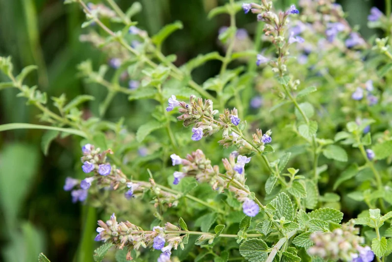 Catmint Nepeta Live Plant – 1 Gallon Perennial – Outdoor Garden Catmint Nepeta Live Plant – 1 Gallon Perennial – Outdoor Garden - Image 3