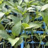 Cayenne Long Slim Red Chili Pepper Live Plant - Set of 3 Super Hot 75 Days Old Cayenne Long Slim Red Chili Pepper Live Plant - Set of 3 Super Hot 75 Days Old - Image 1