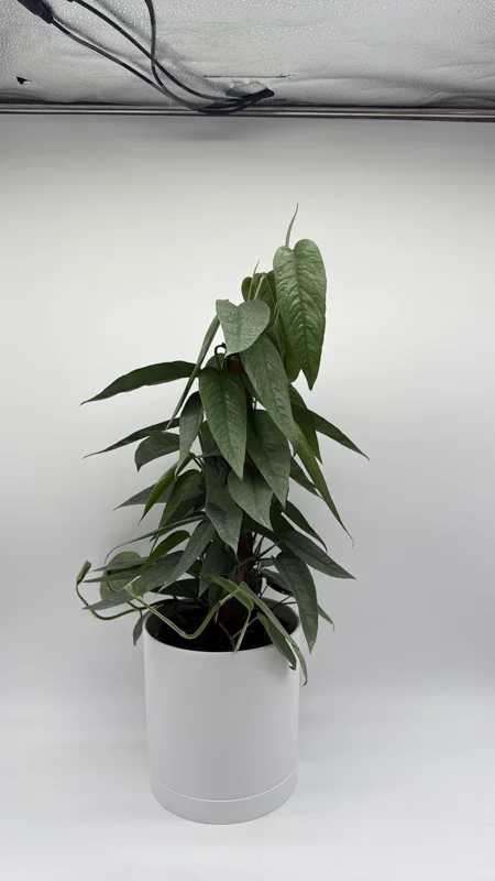 Cebu Blue Pothos Live Plant - 6" Pot Totem Pole - Easy Care Indoor Vine - Image 2