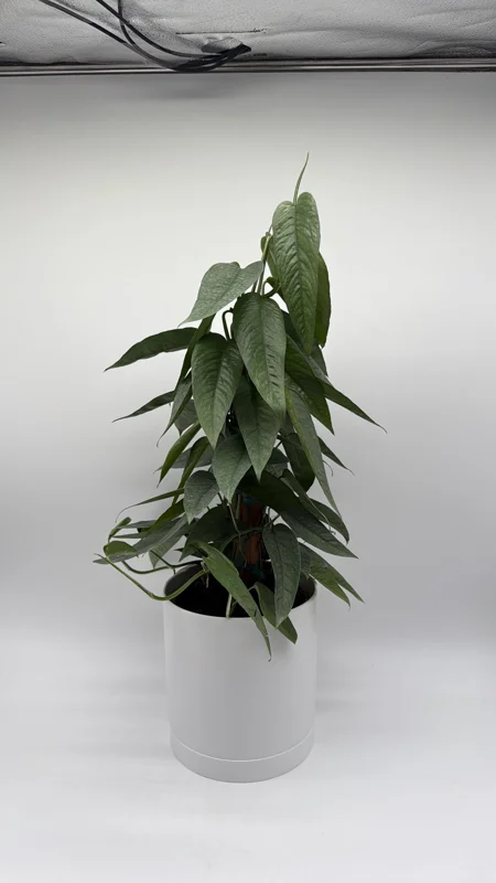 Cebu Blue Pothos Live Plant - 6" Pot Totem Pole - Easy Care Indoor Vine Cebu Blue Pothos Live Plant - 6" Pot Totem Pole - Easy Care Indoor Vine - Image 3