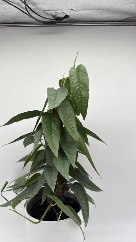 Cebu Blue Pothos Live Plant - 6" Pot Totem Pole - Easy Care Indoor Vine Cebu Blue Pothos Live Plant - 6" Pot Totem Pole - Easy Care Indoor Vine - Image 4