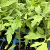 Celebrity Tomato Live Plants - Garden Vegetable Plant, 2-Pack, 6-10 inches - Image 1