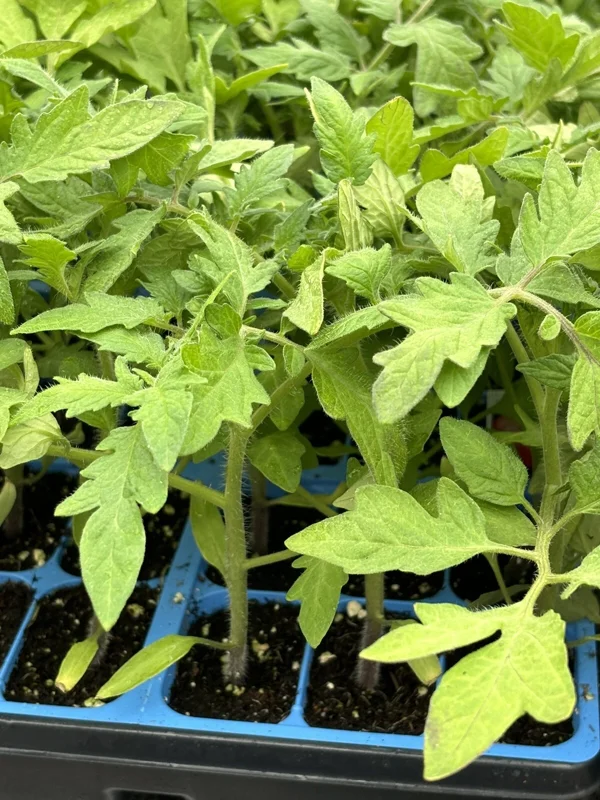 Celebrity Tomato Live Plants - Garden Vegetable Plant, 2-Pack, 6-10 inches Celebrity Tomato Live Plants - Garden Vegetable Plant, 2-Pack, 6-10 inches - Image 1