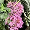 Centranthus Ruber Red Valerian Live Flower Plant – Bare Root, Tall, Purple-Pink - Image 1