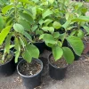 Cherimoya Seedling Plant – 1 Gallon Live Tree – Annona cherimola – Tropical Fruit Cherimoya Seedling Plant – 1 Gallon Live Tree – Annona cherimola – Tropical Fruit - Image 1