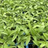 Cherokee Purple Tomato Live Plants - Set of 3, 6-10 Inches Tall, Heirloom Variety - Image 1