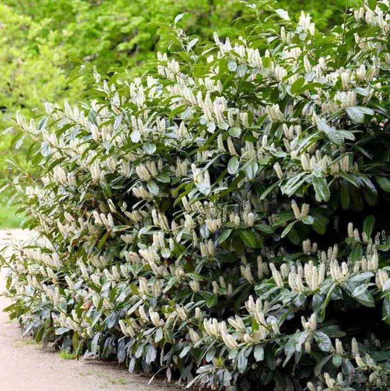 Cherry Laurel Bare Root Plants - Set of 5, 5-10 Inches Tall, Live Shrub for Landscaping Cherry Laurel Bare Root Plants - Set of 5, 5-10 Inches Tall, Live Shrub for Landscaping - Image 3