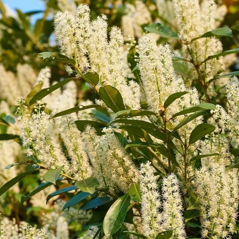 Cherry Laurel Bare Root Plants - Set of 5, 5-10 Inches Tall, Live Shrub for Landscaping Cherry Laurel Bare Root Plants - Set of 5, 5-10 Inches Tall, Live Shrub for Landscaping - Image 4