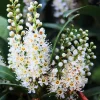 Cherry Laurel Bare Root Plants - Set of 5, 5-10 Inches Tall, Live Shrub for Landscaping - Image 1