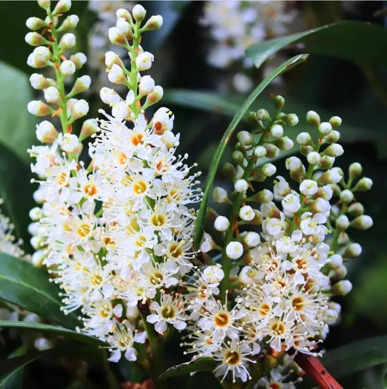 Cherry Laurel Bare Root Plants - Set of 5, 5-10 Inches Tall, Live Shrub for Landscaping Cherry Laurel Bare Root Plants - Set of 5, 5-10 Inches Tall, Live Shrub for Landscaping - Image 1