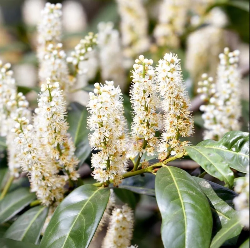 Cherry Laurel Bare Root Plants - Set of 5, 5-10 Inches Tall, Live Shrub for Landscaping Cherry Laurel Bare Root Plants - Set of 5, 5-10 Inches Tall, Live Shrub for Landscaping - Image 5