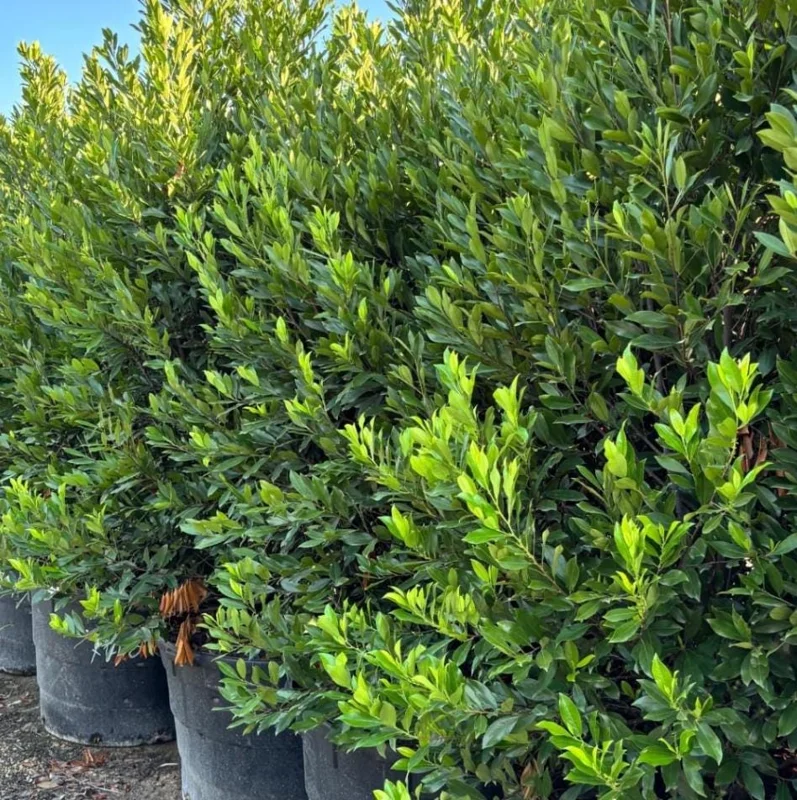 Cherry Laurel Bare Root Plants - Set of 5, 5-10 Inches Tall, Live Shrub for Landscaping Cherry Laurel Bare Root Plants - Set of 5, 5-10 Inches Tall, Live Shrub for Landscaping - Image 6