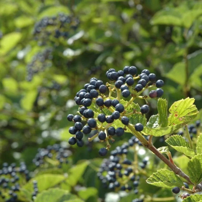 Chicago Lustre Viburnum Shrub – Live Plant – Glossy Foliage, Blue Fruit – Outdoor Chicago Lustre Viburnum Shrub – Live Plant – Glossy Foliage, Blue Fruit – Outdoor - Image 1