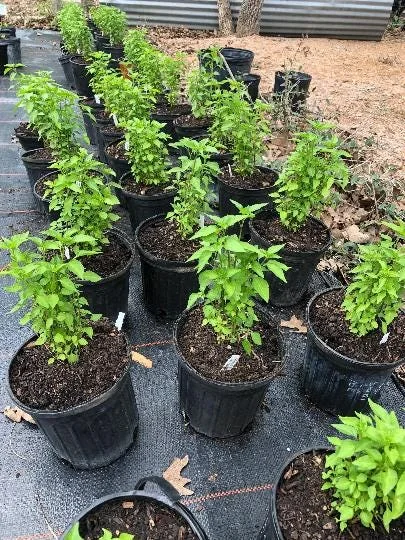 Chile Pequin Live Plant – 4 inch Pot – Edible Ornamental Pepper - Image 2