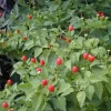 Chile Pequin Live Plant – 4 inch Pot – Edible Ornamental Pepper - Image 1