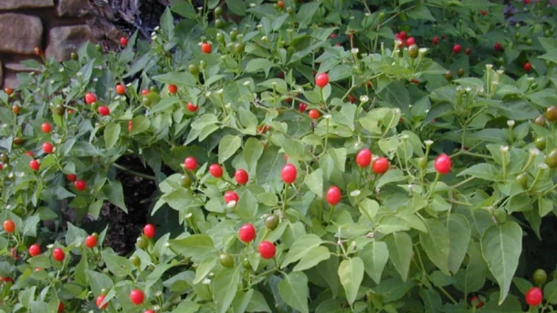 Chile Pequin Live Plant – 4 inch Pot – Edible Ornamental Pepper - Image 1