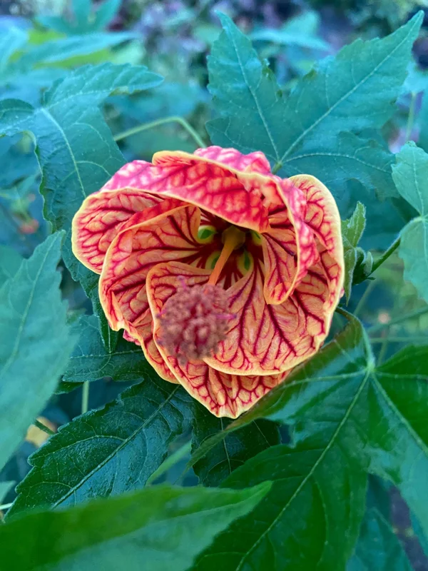 Chinese Lantern Abutilon pictum Live Plant - Rooted, 3" Pot - Image 2