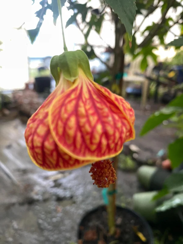 Chinese Lantern Abutilon pictum Live Plant - Rooted, 3" Pot - Image 1