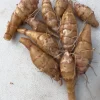 Chinese Long Sunchoke Tubers - Jerusalem Artichoke for Planting or Eating - 1 LB - Image 1