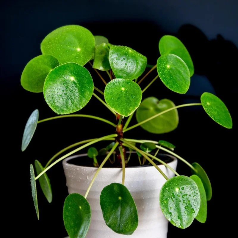 Chinese Money Plant Live (Pilea Peperomioides) - 3 Inch Pot, 2 Inches Tall, Indoor Chinese Money Plant Live (Pilea Peperomioides) - 3 Inch Pot, 2 Inches Tall, Indoor - Image 2